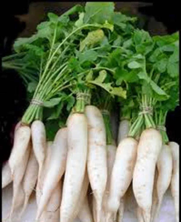 Japanese Minowase Daikon Radish Seeds - 1000 Count Heirloom Non-GMO Organic
