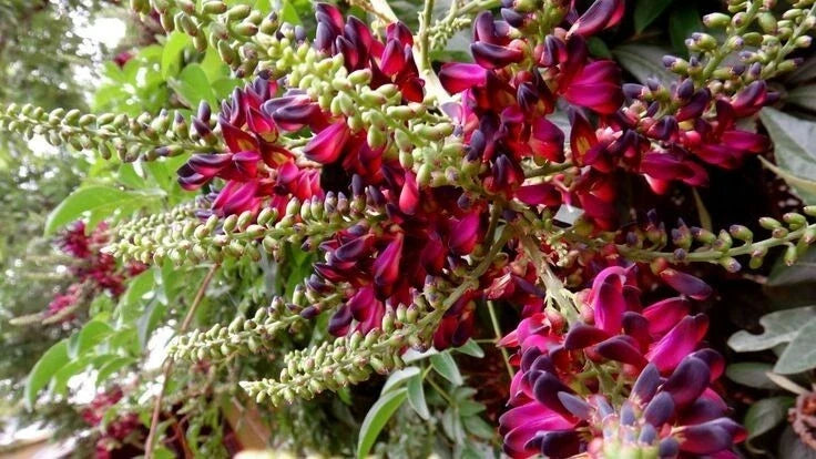 Red Wisteria Seeds – Perennial Climbing Vine with Red Flowers – Wisteria floribunda – 5 Seeds for Garden, Trellis & Landscape