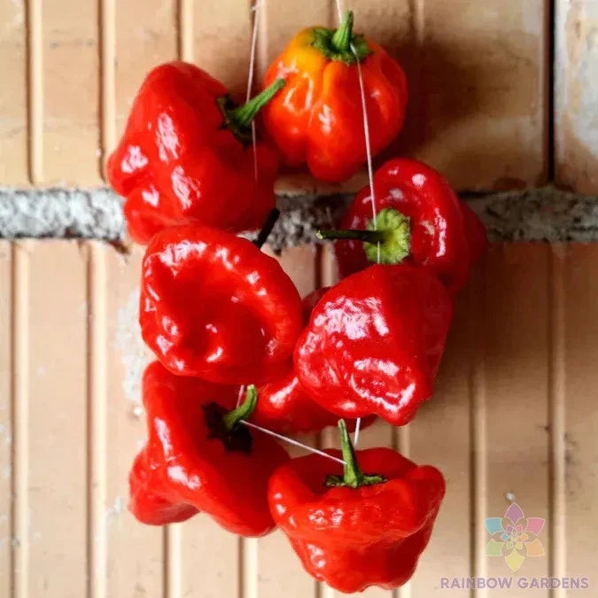 Jamaica Hot Red Pepper Seeds - 25+ Pack, Capsicum chinense, Spicy Peppers for Garden or Container Planting, USA Grown