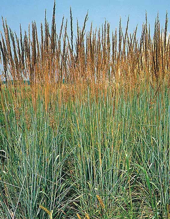 Indian Grass Seeds - 133 Perennial Ornamental Seeds - Sorghastrum nutans - GroCo USA