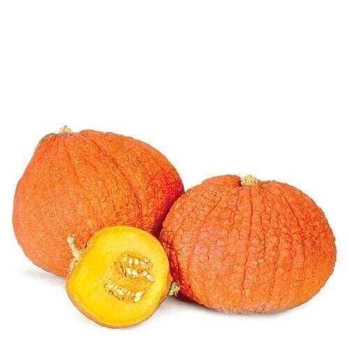 Warty Gnome Mini Pumpkin Seeds - Variegated Color, Cucurbita pepo, Decorative & Edible, 10 Pack