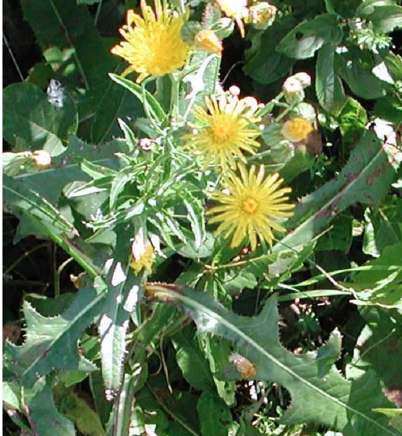 Wild Prickly Lettuce Seeds 75+ Organic Lactuca virosa for Pain Relief, Medicinal Garden, Full Sun, Zone 6