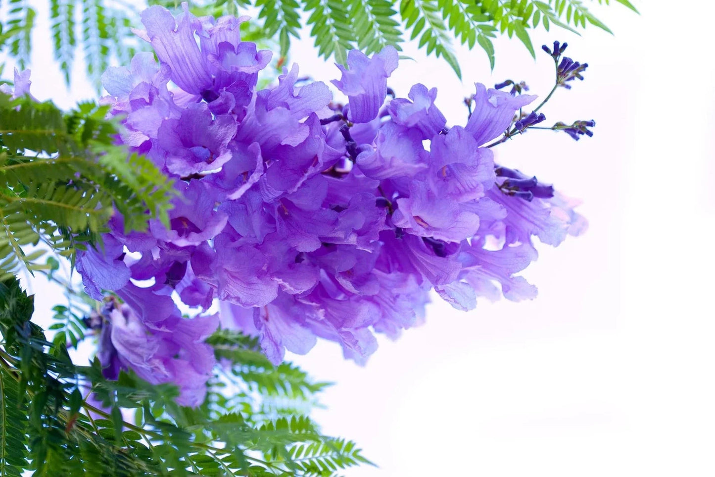 Blue Jacaranda Tree Seeds - 100 Seeds - Exotic Flowering Tree with Purple-Blue Flowers - Jacaranda mimosifolia