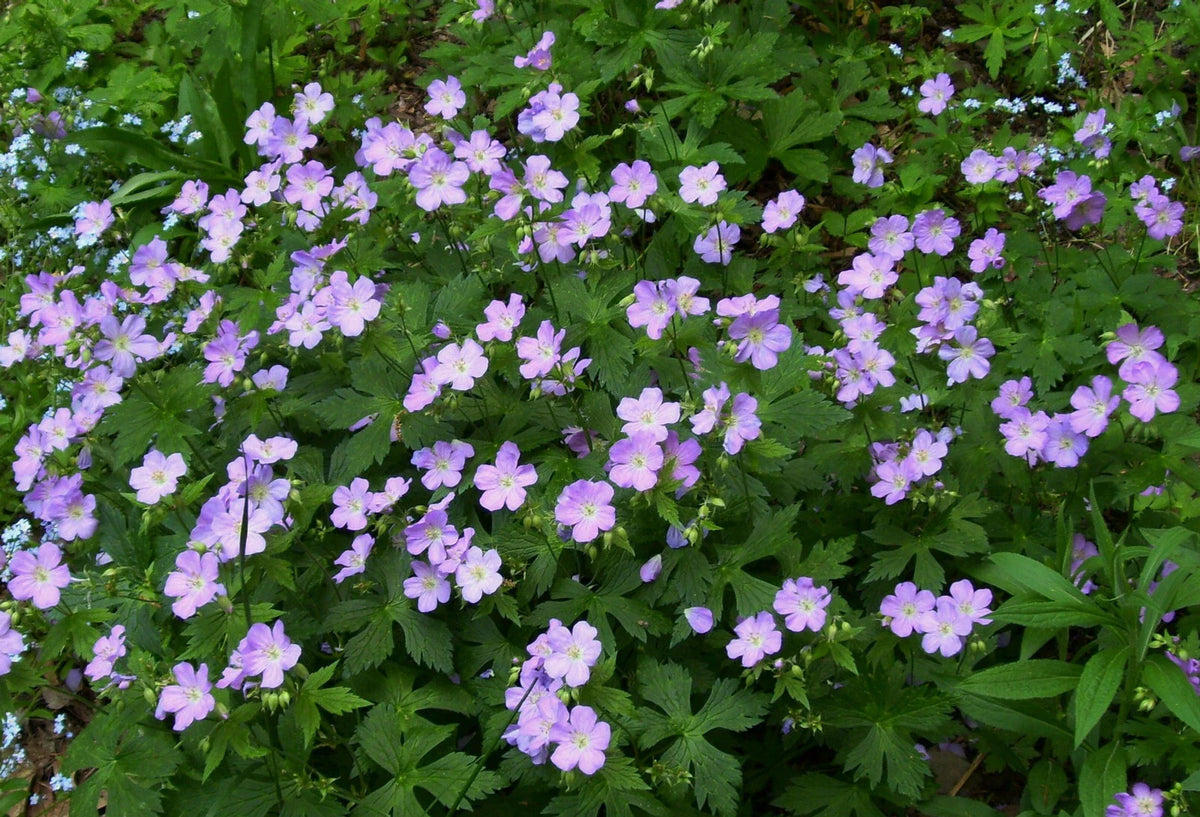Wild Geranium Plants - 5 Bare Root Geranium maculatum Perennials for Shade Gardens, Woodland Landscaping