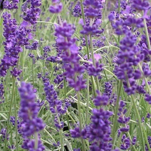Lavender Herb Seeds - Vera Variety - Aromatic, Culinary & Pollinator-Friendly - Lavandula angustifolia, Compact Growth