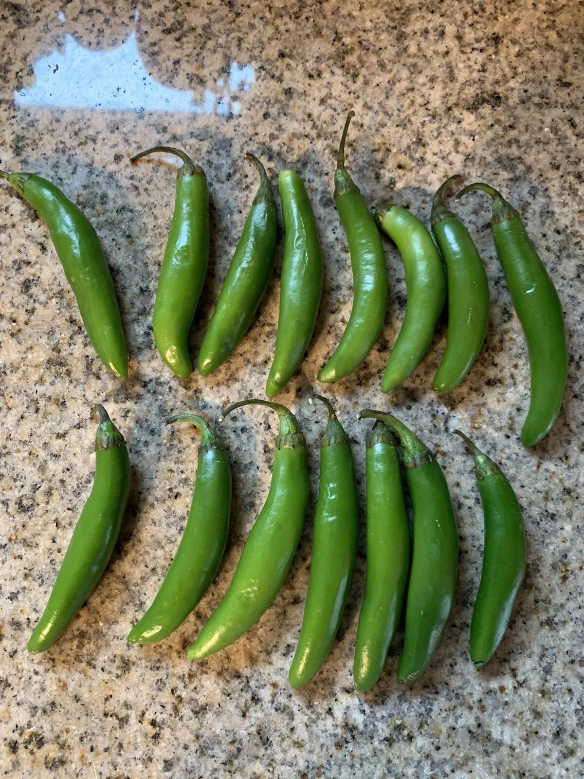 Texas Serrano Pepper Seeds - 25 Heirloom Capsicum annuum for Salsa, Easy Grow Vegetable Garden, Spicy Chili Peppers