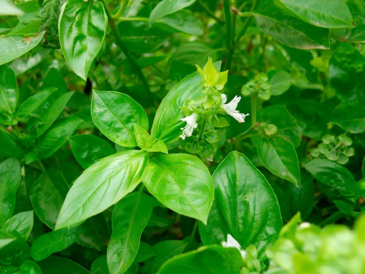 Clove Scented Basil Seeds NON-GMO | Tree Basil Himalayan Basil Ocimum basilicum