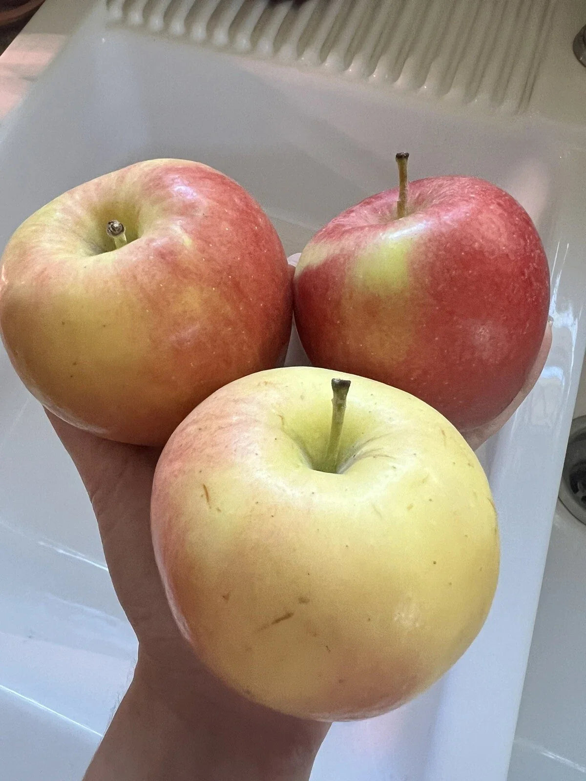 Organic Ambrosia Apple Seeds – Non-GMO, Edible Fruit Tree, Sweet, Crisp Apples, Home Garden, Malus domestica