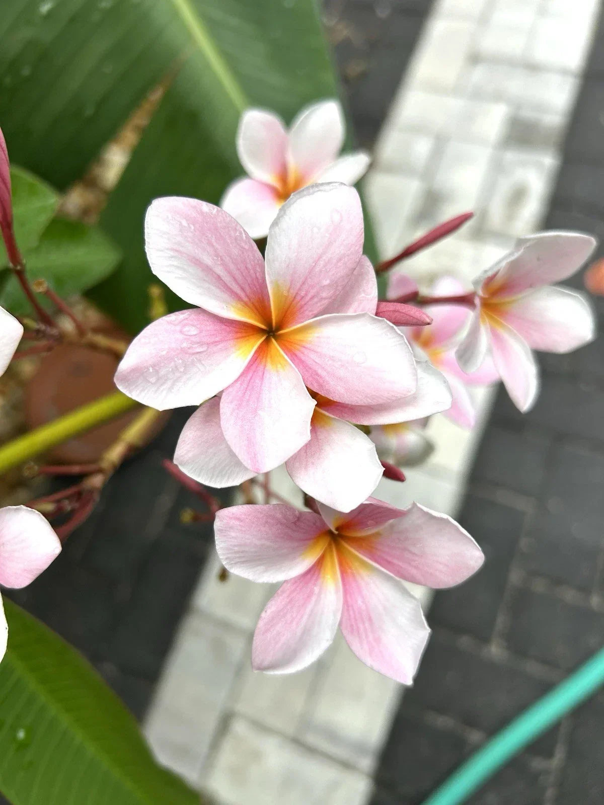Rooted Light Pink Semi Dwarf Plumeria Cutting - Frangipani Plant 16+ Inches