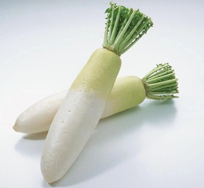 Daikon Radish Seeds - 200+ Organic Heirloom Non-GMO Chinese White Raphanus sativus var. longipinnatus for Home Gardening