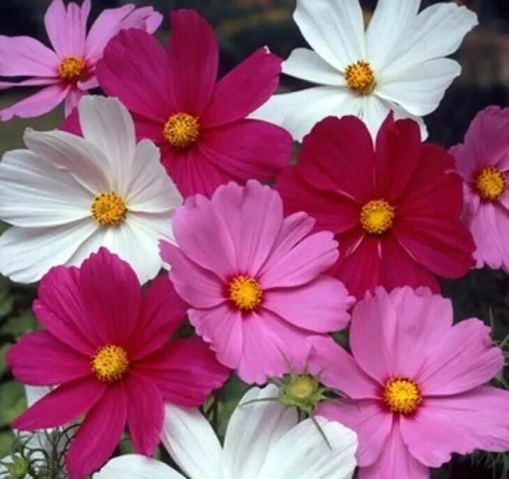 Cosmos Flower Seeds - Sensation Mix, White Red Purple, Annual, Cosmos bipinnatus, 100+ Seeds, Full Sun, Easy to Grow