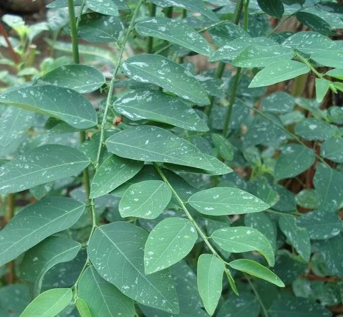 Katuk Cuttings 8 Pack - Sauropus androgynus Edible Leaves for Food Forest & Permaculture Gardening
