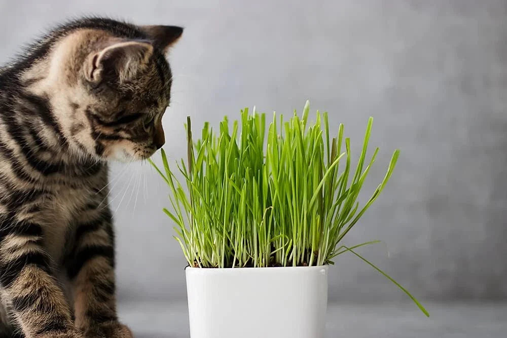 Cat Grass Seeds 1Lb for Cats - Nutritious Barley Grass (Hordeum vulgare) for Indoor Cats and Digestion
