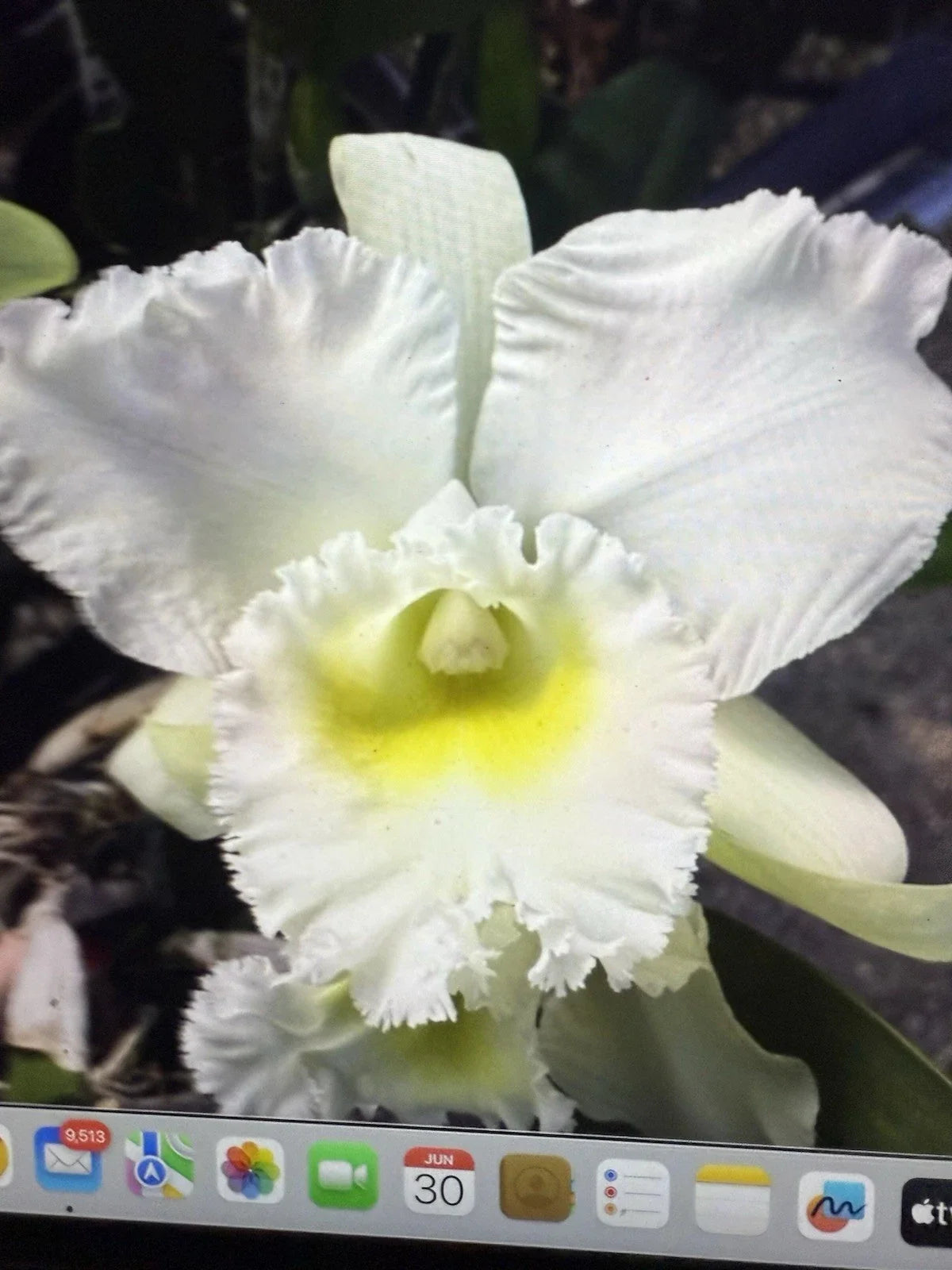Orchid Plant Bare Root 4 Rooted Stems Brassia Hybrid Indoor Flowering Houseplant