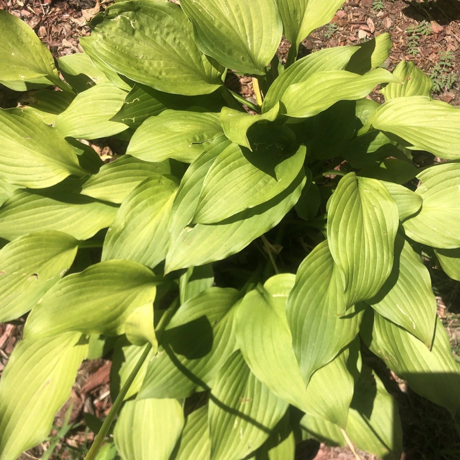 Golden Tiara Hosta Plant - Bare Root Shade Perennial with Purple Flowers, 12-18 Inches, Hosta 'Golden Tiara'