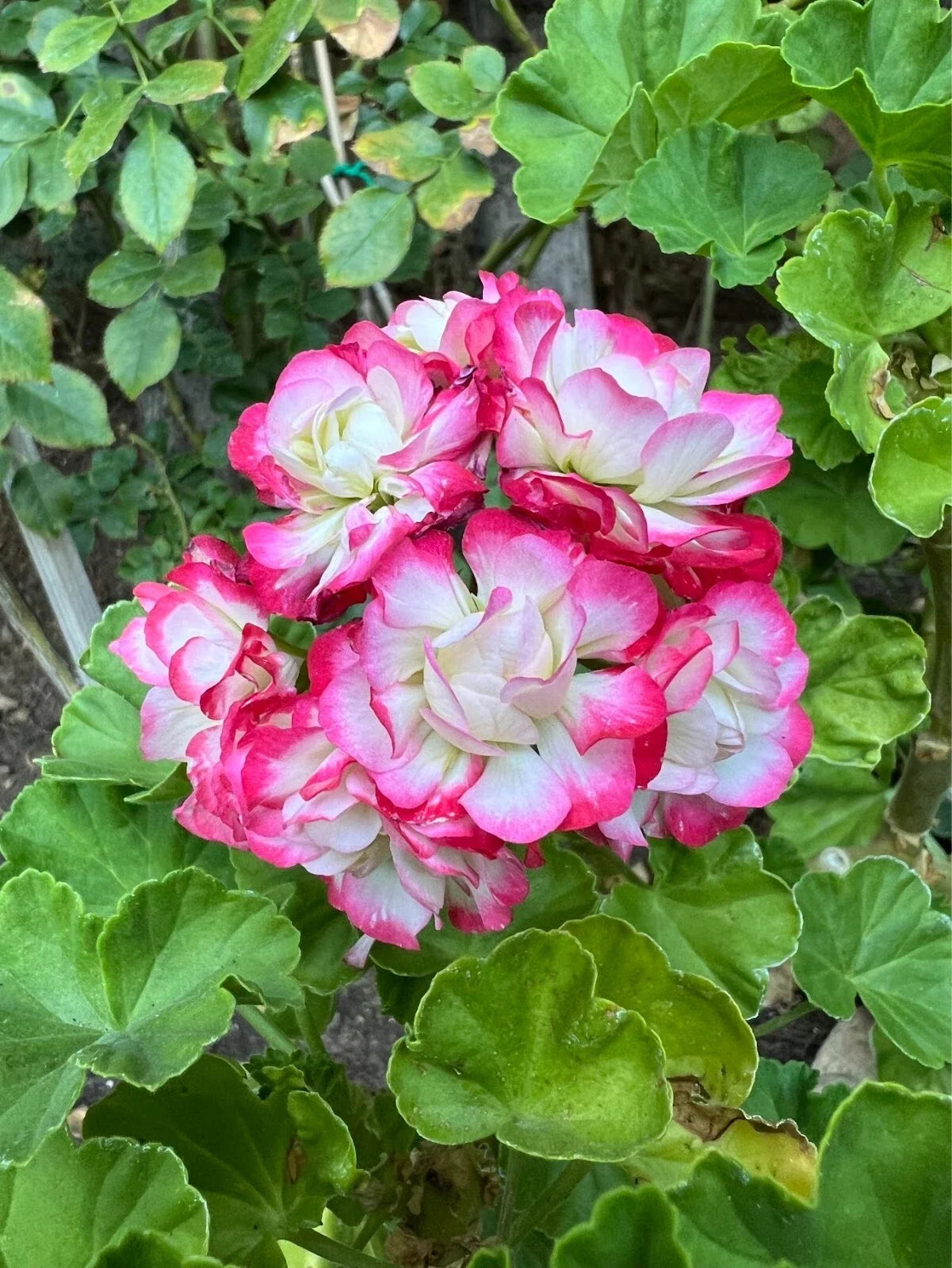 Geranium Cuttings - 3 Fresh Double White with Pink Edges Pelargonium Propagation Plants