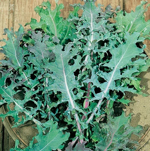 Red Russian Kale Seeds - 200+ Count, Brassica oleracea, Nutrient-Rich, Cold-Hardy, Organic, Home Garden, Container Gardening