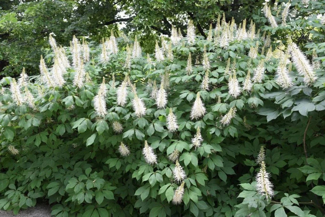 Bottlebrush Buckeye Live Plant - 4 Inch Bare Root Aesculus parviflora Shade Shrub for Erosion Control & Pollinator Garden
