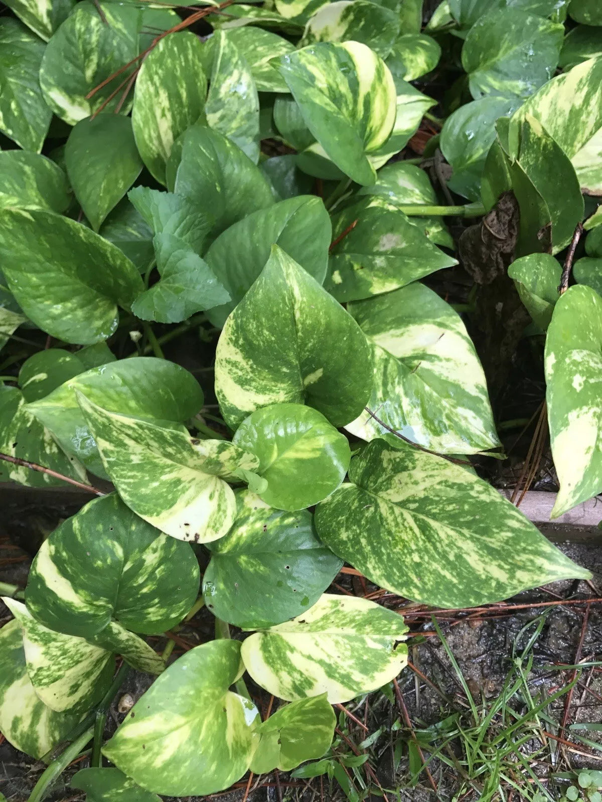 Golden Pothos Cuttings 10" - Epipremnum aureum House Plant, Trailing Vine, Variegated Green and Gold, Easy Care Indoor Garden