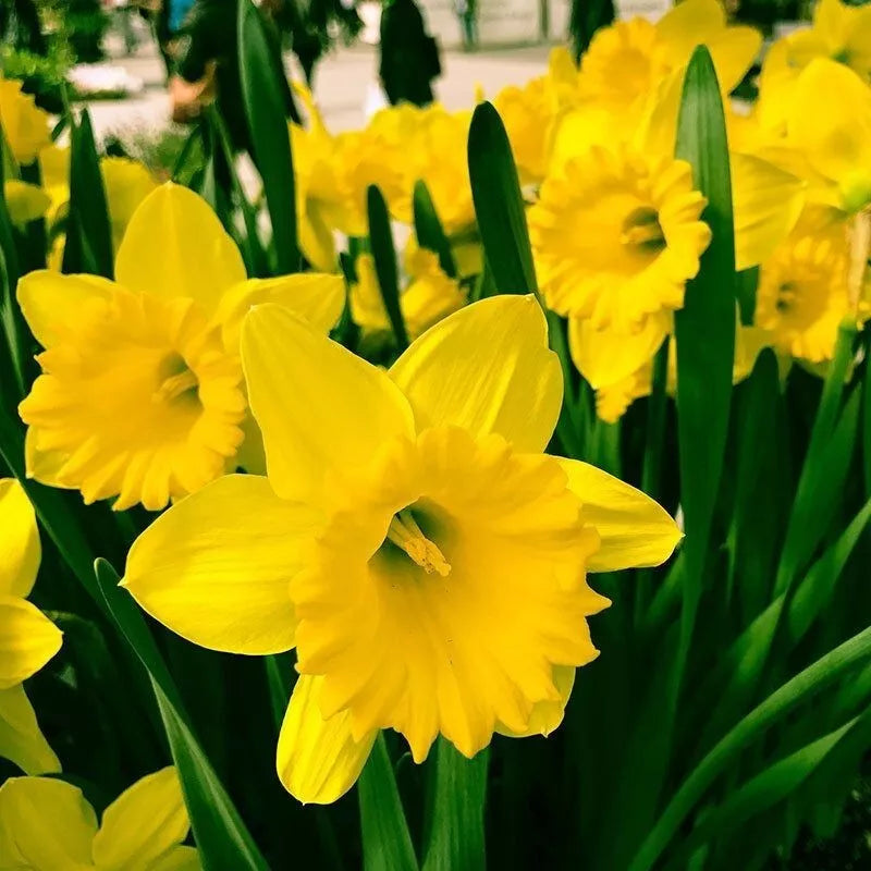 Narcissus Dutch Master Daffodil Bulbs 12/14cm Yellow Trumpet Mid-Spring Bloom Deer Resistant Perennial Zones 3-8