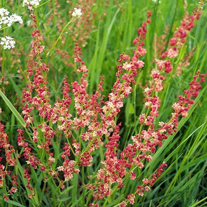 Sheep Sorrel Seeds Packet of 100 - Rumex acetosella Edible Herb