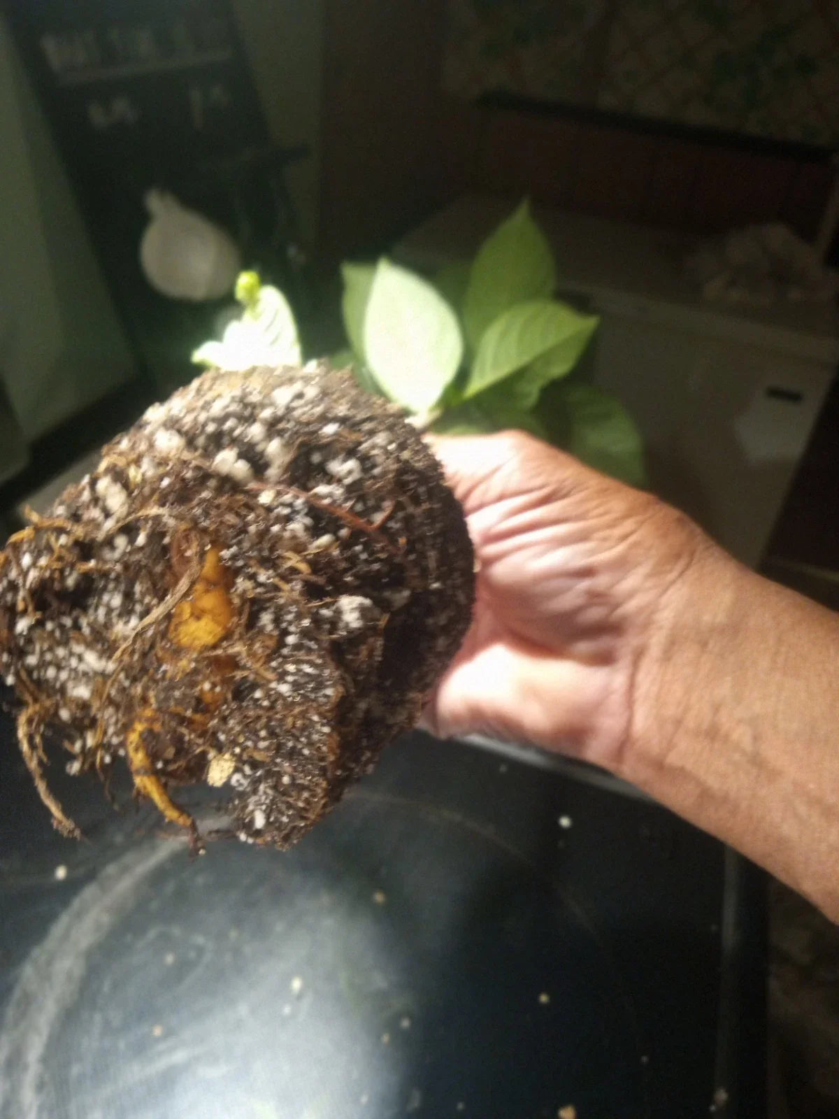 Baobab Tree Plant - 4-Inch Pot - Adansonia digitata - Fully Rooted, 23-25 Inches Tall
