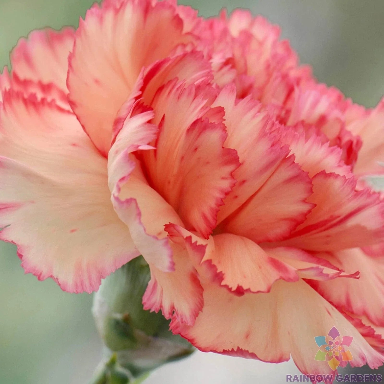 Rock Pink Carnation Seeds, Dianthus caryophyllus, Non-GMO, Easy to Grow, Garden Planting, Pink Flowers, Over 200 Seeds