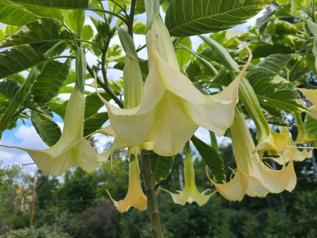 Variegated Brugmansia Cuttings | Angel's Trumpet Unrooted | Exotic Tropical Plant