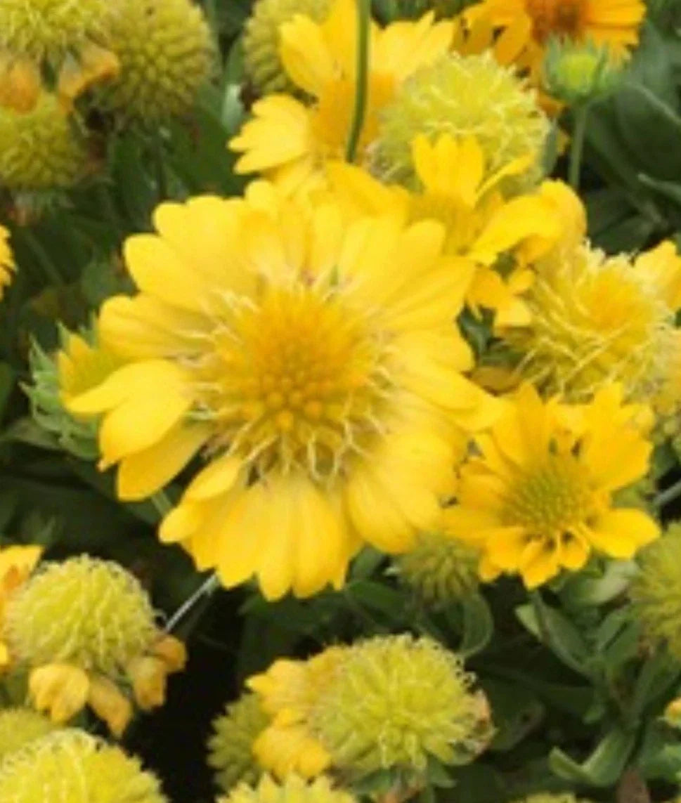 Yellow Indian Blanket Seeds - 50+ Gaillardia Aristata - Blanket Flower Seeds for Planting