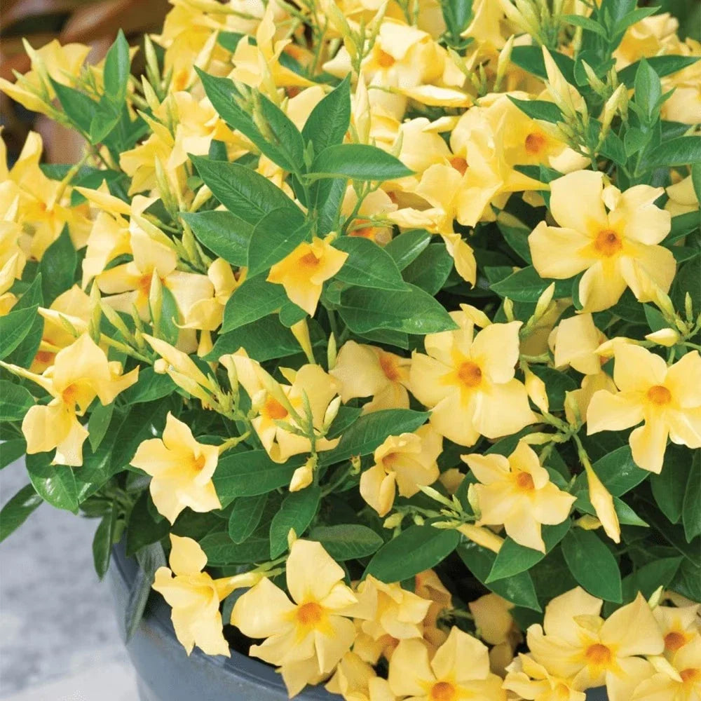 Yellow Dipladenia Starter Plant 4" | Tropical Flowering Vine | Mandevilla Sanderi | Climbing or Trailing Plant