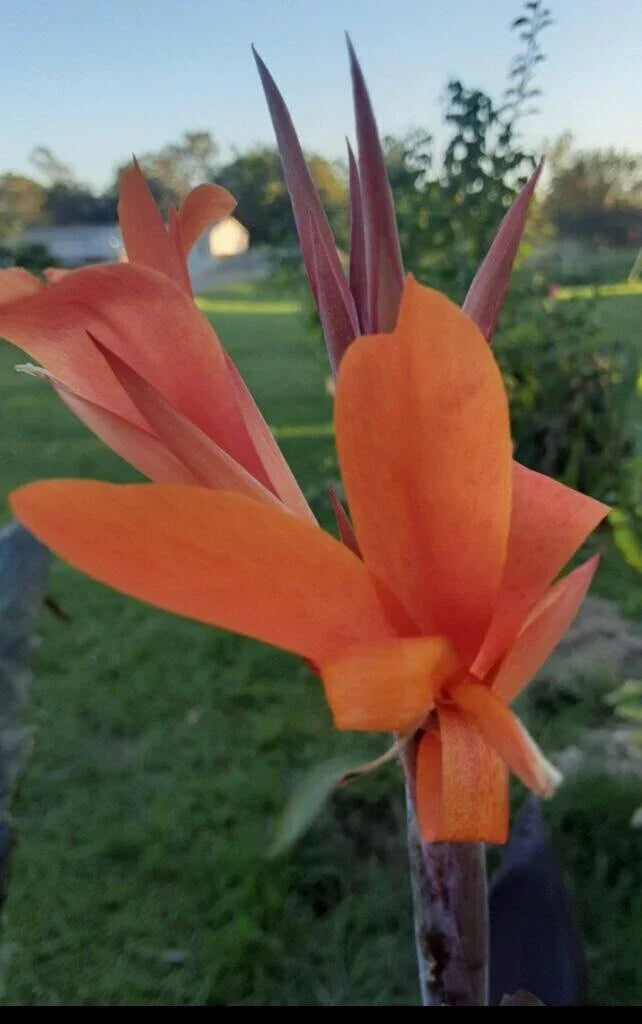 Canna Lily Seeds 10 Pack - Orange Canna indica - Vibrant Summer Flowers for Garden, Container & Landscape