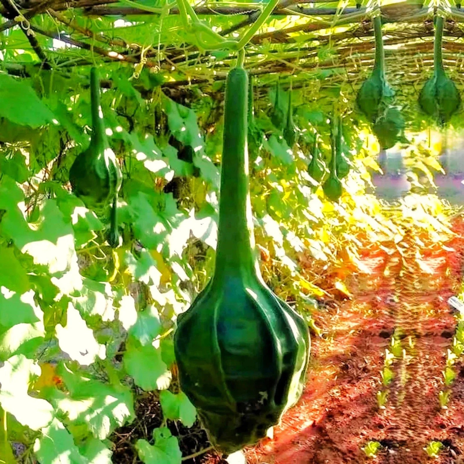 Caveman's Club Gourd Seeds – Large Maranka Heirloom Vegetable Seeds for Decorative & Culinary Use