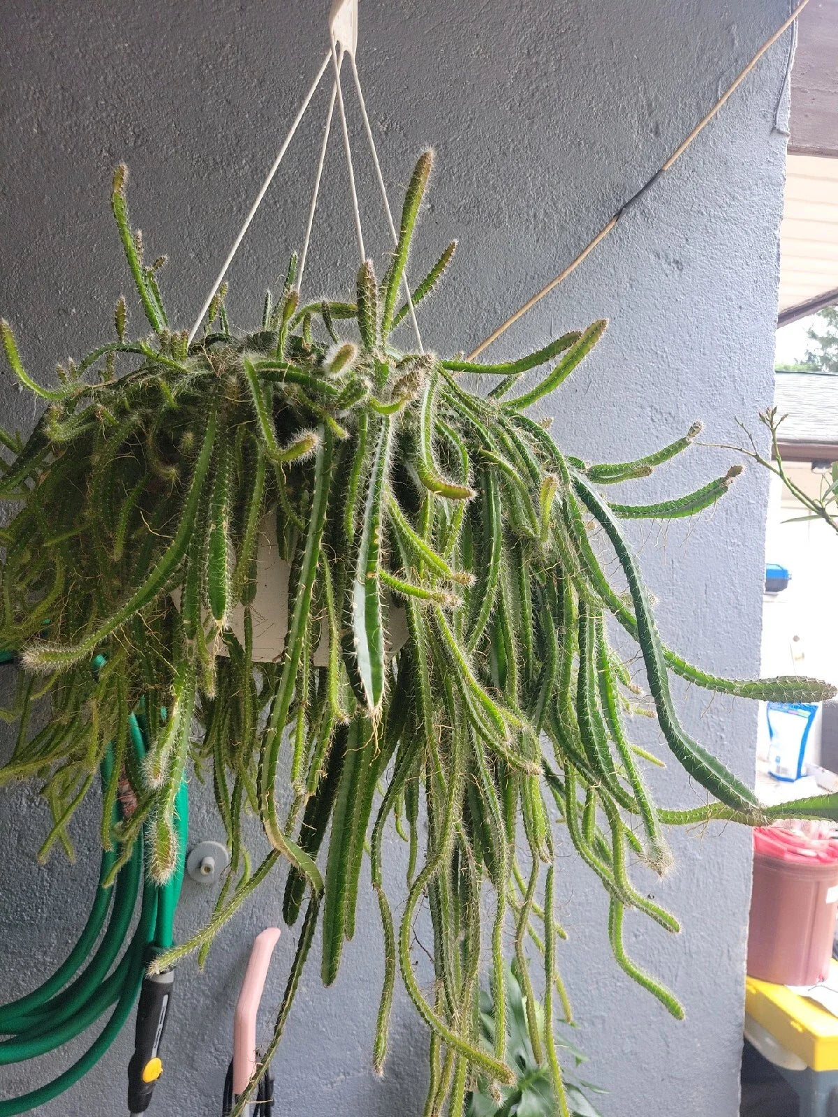 Medusa Dog Tail Cactus Cuttings – 5 Unrooted Selenicereus Anthonyanus Succulent for Home Decor