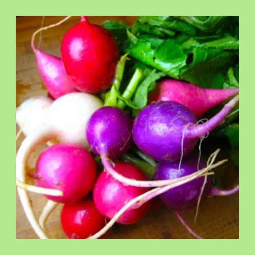 Easter Egg Blend Radish Seeds - Colorful Mix of 180 Seeds - GroCo USA
