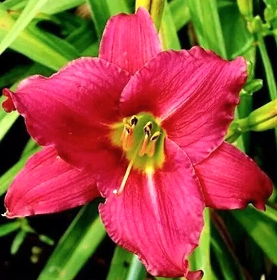 Daylily Ruffled Red 'Cranberry Baby' Live Plant Root, Dwarf Hemerocallis, Attracts Butterflies, Full Sun, Zone 3-10