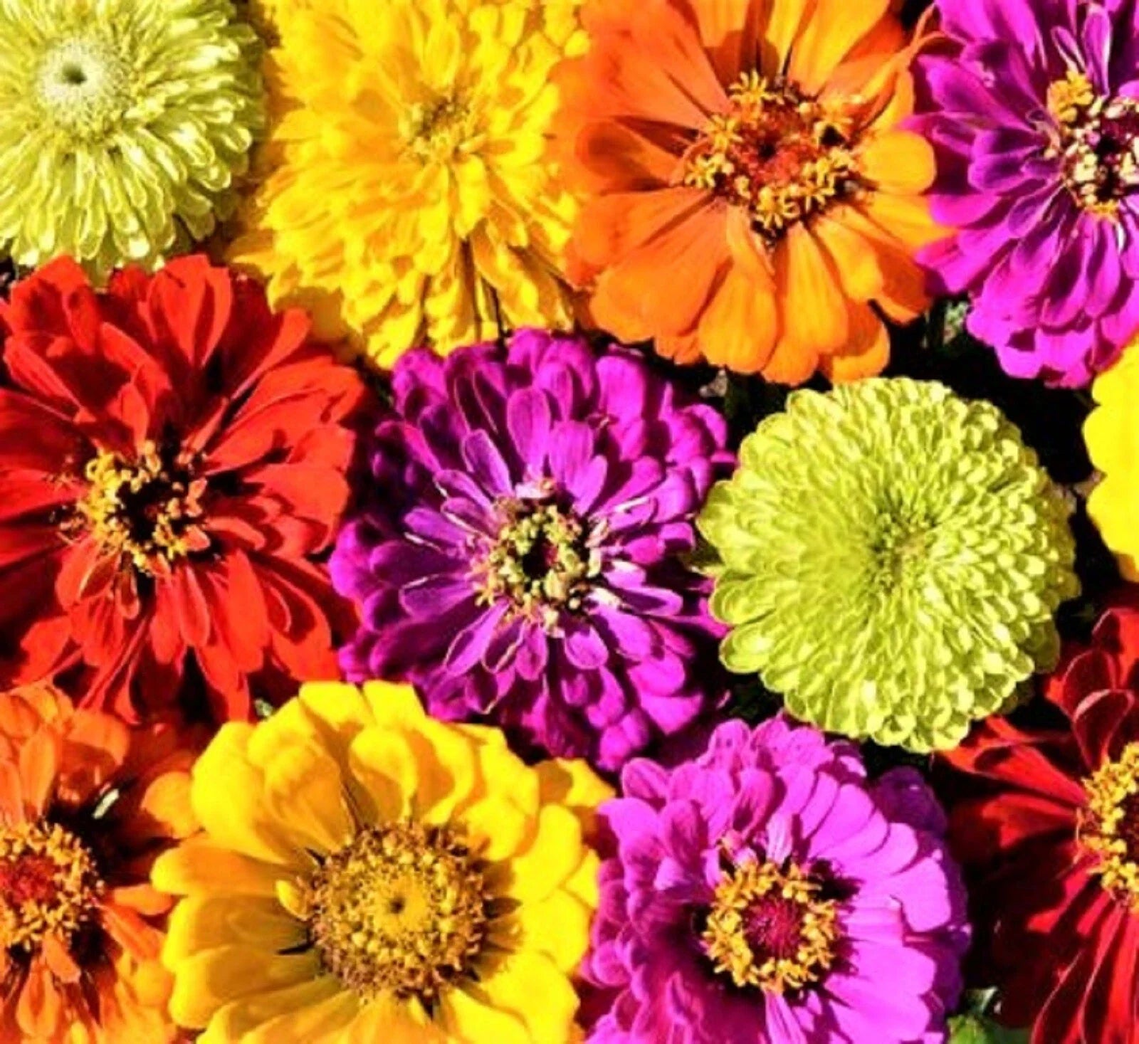 Painted Wagon Zinnia Seeds - 100+ Colorful Annual Flower Seeds - Zinnia elegans for Borders & Containers