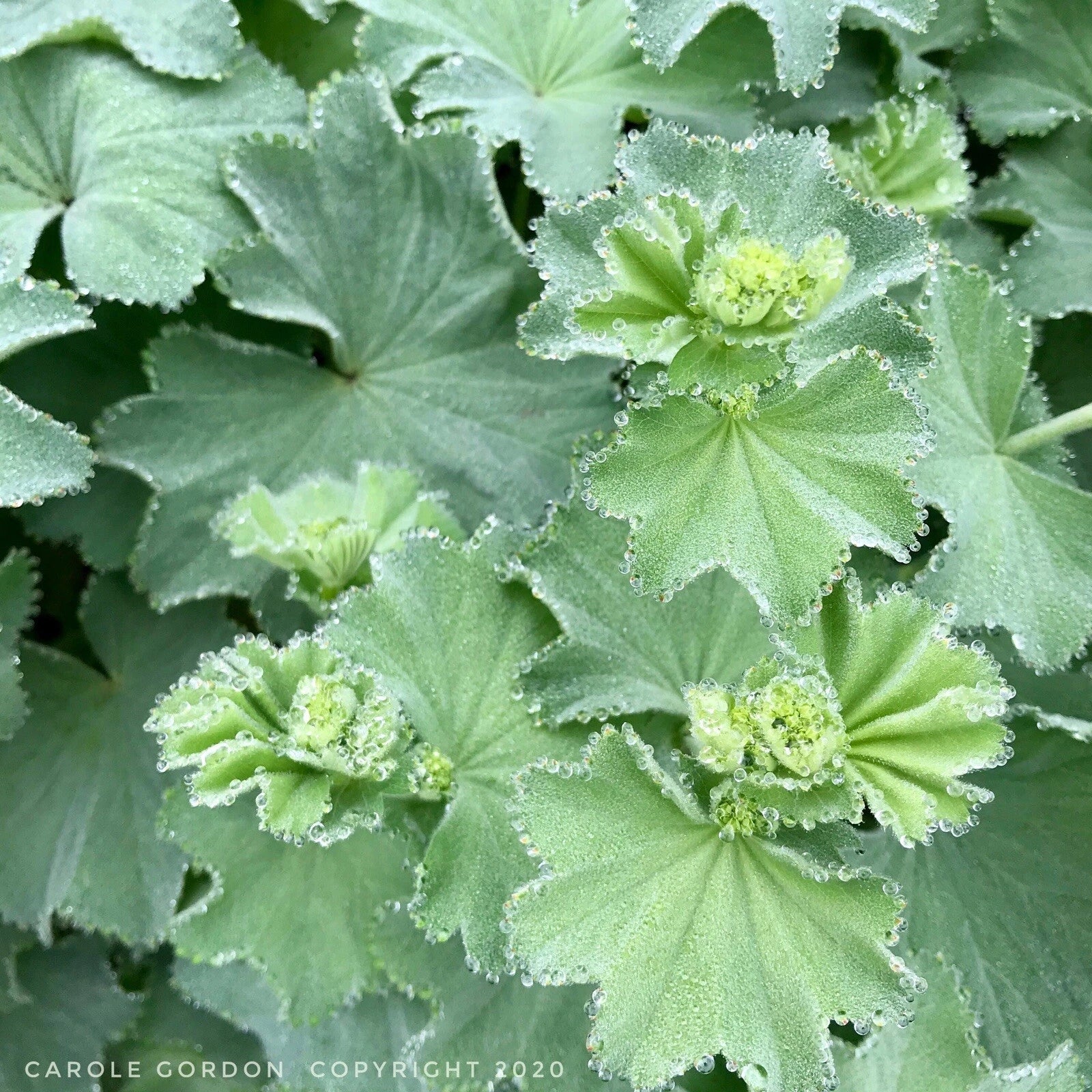 Lady's Mantle Bare Root Starter Plants - Alchemilla Mollis Perennial for Borders & Gardens - USA Grown