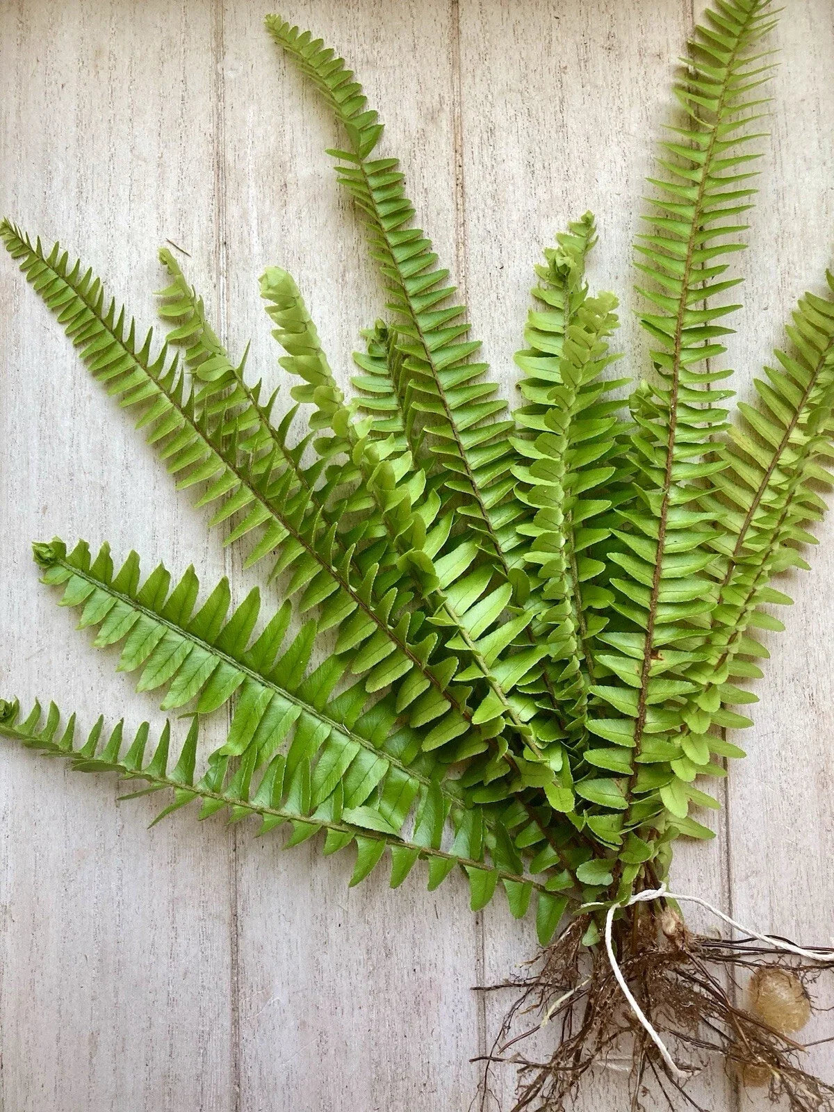 Rooted Ferns Pack - 20 Indoor Green Plants for Home Decor, Terrariums & Gardens - Various Species