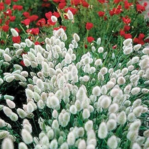 Bunny Tails Seeds - 25 Pack - Easy to Grow Ornamental Grass - Lagurus ovatus for Gardens & Containers