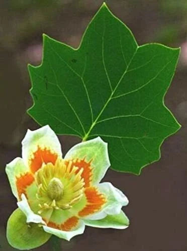Tulip Poplar Seeds 25 Pack - Fast Growing Tree with Tulip-Shaped Flowers - Liriodendron tulipifera