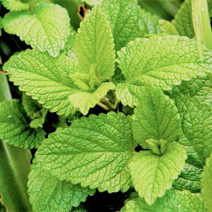 Spearmint Seeds - 100 Non-GMO Mentha spicata Herb for Gardening, Culinary, Teas & Aromatic Use