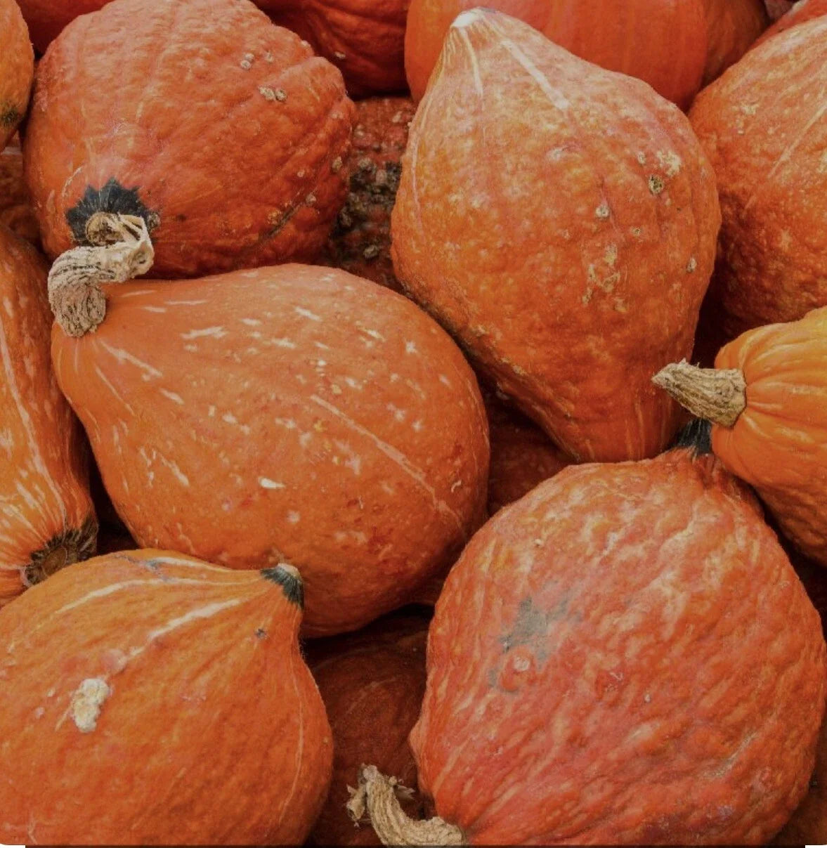 Golden Hubbard Winter Squash Seeds – Non-GMO, Open-Pollinated, Cucurbita maxima, Pack of 20+ Seeds for Home Gardening