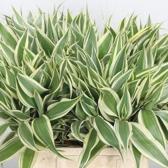 Variegated Dracaena Sanderiana Live Plant for Terrarium & Indoor Decor - Greenery, Houseplant