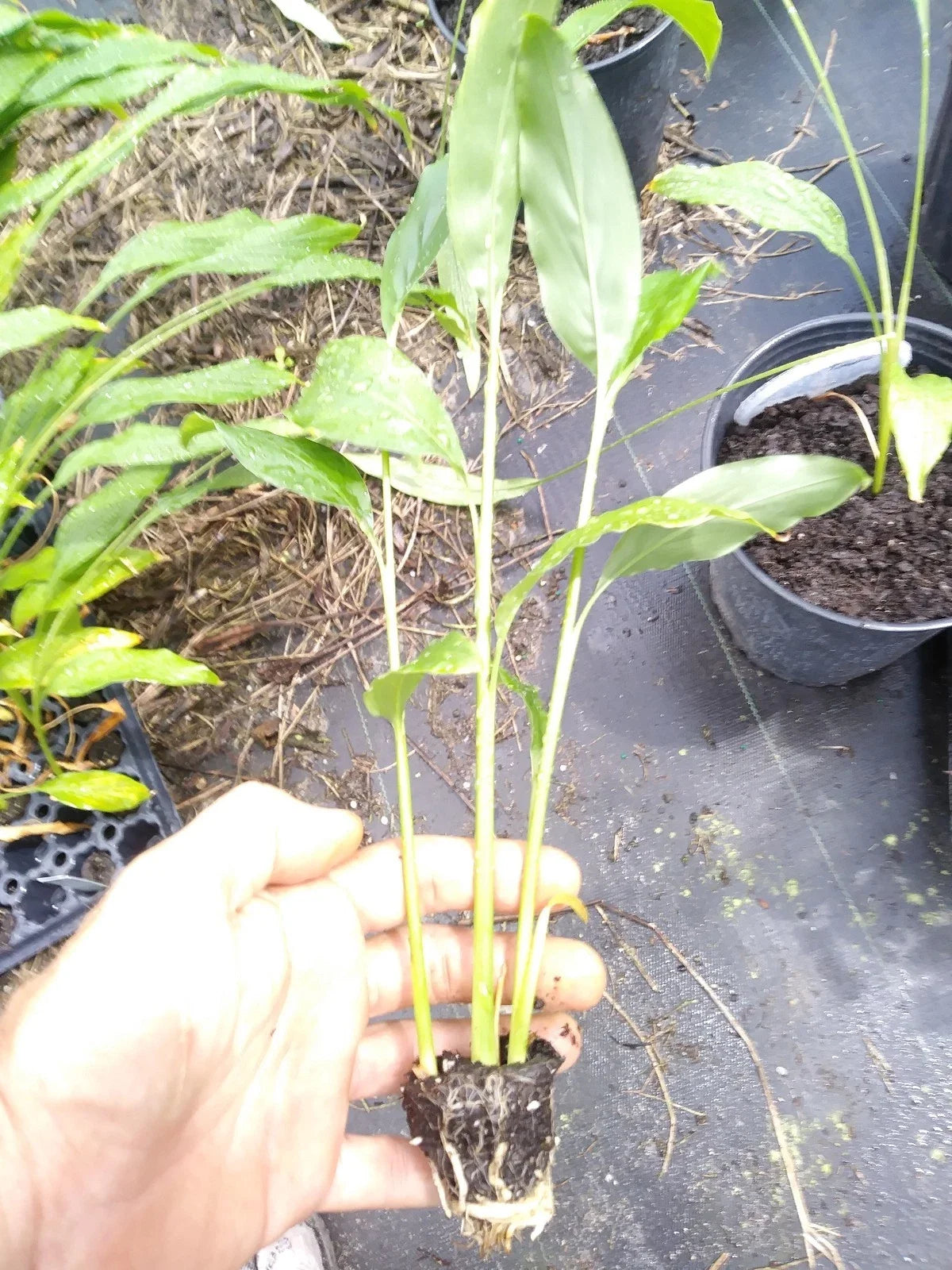 Spicy Thai Ginger Plant Set – 3 Potted Galanga Ginger Rhizomes, Zingiber zerumbet, Edible Tropical Herb, Free Shipping