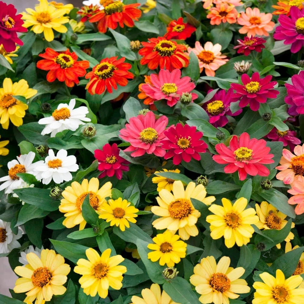 Zinnia Seeds - 100 Profusion Mix - Colorful Garden Flowers - Zinnia elegans - Annual, Easy to Grow, Butterfly Attracting