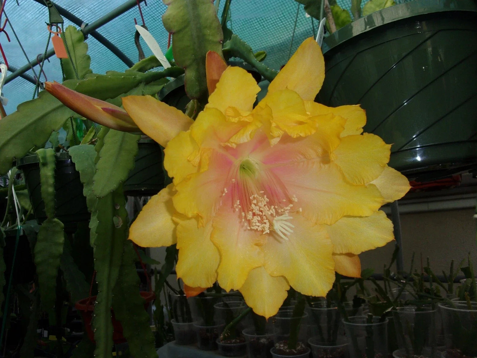 Epiphyllum Orchid Cactus Cutting - Clarity's Abraxas - Trailing Indoor Succulent - Epiphyllum spp.