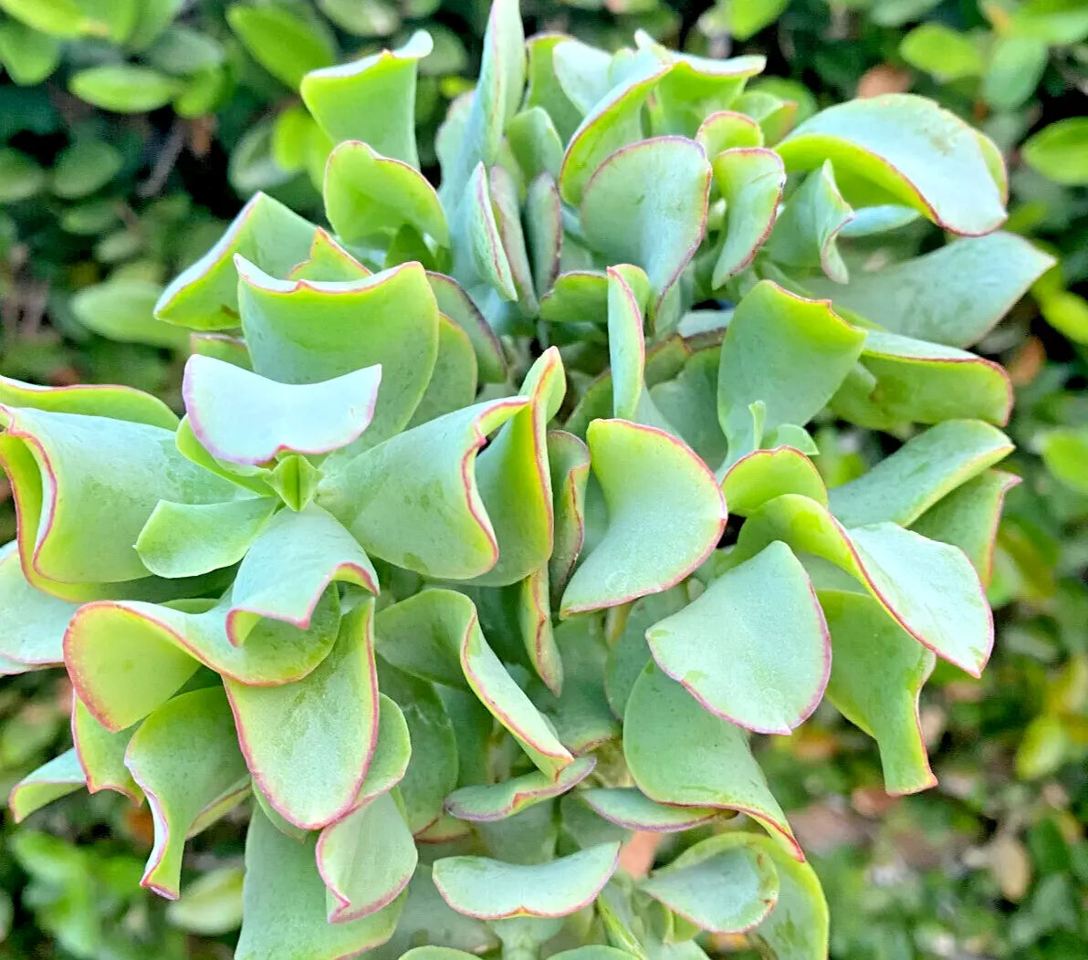 Succulent Plant 3" Ripple Jade Crassula arborescens spp. undulatifolia Blue-Green Wavy Foliage