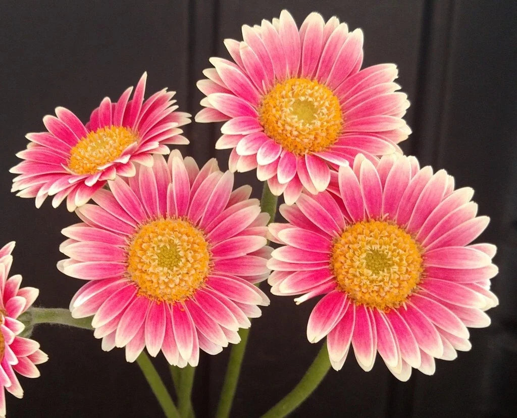 Gerbera Daisy Seeds - 200+ Pink & White Variety for Garden Planting - Gerbera jamesonii