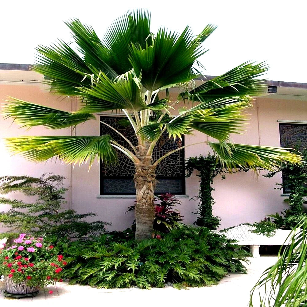 Fiji Fan Palm Tree Seeds - 20 Pack, Pritchardia pacifica, Tropical Fast-Growing Plant for Landscaping & Indoor Decor