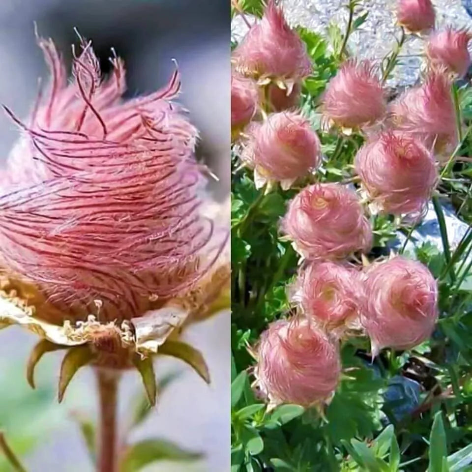 Prairie Smoke Seeds - 10 Pack - Native Wildflower - Geum triflorum - Drought-Resistant, Bee & Butterfly Friendly, Made in USA